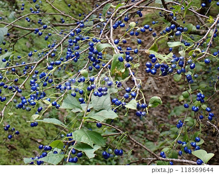 サワフタギの実(秋田市仁別・9/20 サワフタギの実(秋田市仁別・9/20 118569644