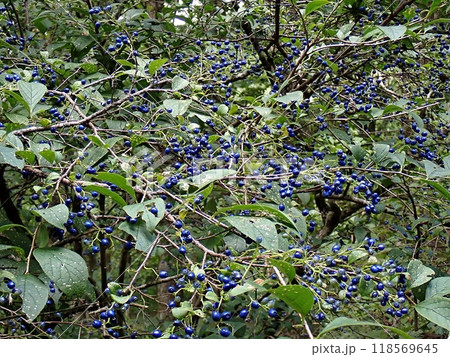 サワフタギの実(秋田市仁別・9/20 サワフタギの実(秋田市仁別・9/20 118569645