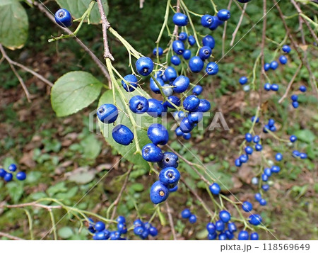 サワフタギの実(秋田市仁別・9/20 サワフタギの実(秋田市仁別・9/20 118569649