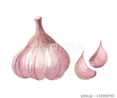 水彩で描いた赤にんにく 118569740