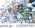 雪と南天 118569789