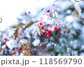 雪と南天 118569790