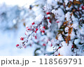 雪と南天 118569791