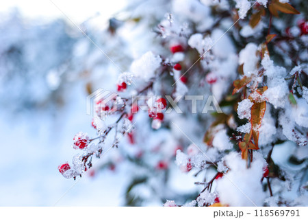 雪と南天 118569791