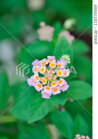 Lantana camara L, Cloth of gold or Hedge flower or Lantana or Weeping lantana or White sage or VERBENACEAE Lantana camara L, Cloth of gold or Hedge flower or Lantana or Weeping lantana or White sage or VERBENACEAE 118570089