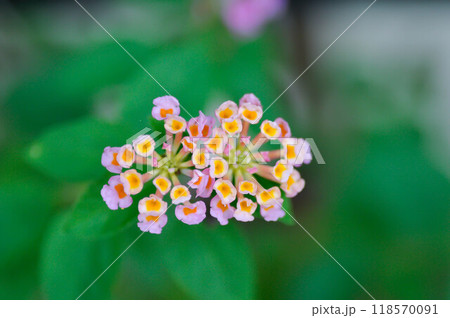 Lantana camara L, Cloth of gold or Hedge flower or Lantana or Weeping lantana or White sage or VERBENACEAE Lantana camara L, Cloth of gold or Hedge flower or Lantana or Weeping lantana or White sage or VERBENACEAE 118570091