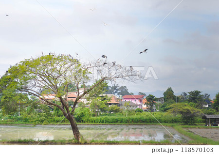 rain tree on the paddy field rain tree on the paddy field 118570103