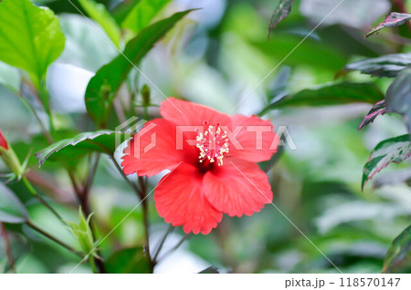 Chinese rose or Hibiscus or Hibiscus rosa sinensis or Hibisceae or Malvaceae , red hibiscus flower 118570147