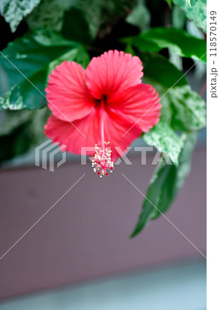 Chinese rose or Hibiscus or Hibiscus rosa sinensis or Hibisceae or Malvaceae , red hibiscus flower Chinese rose or Hibiscus or Hibiscus rosa sinensis or Hibisceae or Malvaceae , red hibiscus flower 118570149