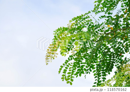Albizia procera or Albizia procera Roxb Benth plant and sky 118570162