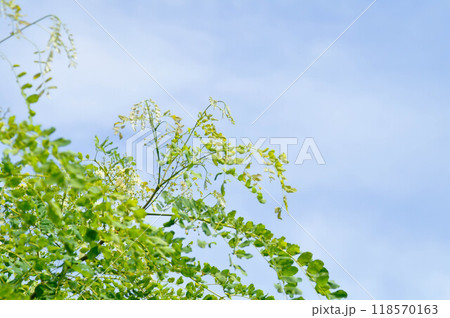Albizia procera or Albizia procera Roxb Benth plant and sky 118570163