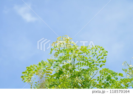 Albizia procera or Albizia procera Roxb Benth plant and sky 118570164