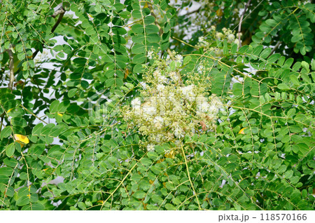 Albizia procera or Albizia procera Roxb Benth plant and flower 118570166