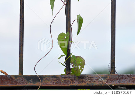 bindweed, unwanted flora or weed on the fence 118570167