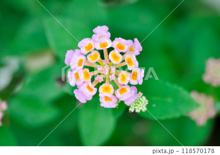Lantana camara L, Cloth of gold or Hedge flower or Lantana or Weeping lantana or White sage or VERBENACEAE 118570178