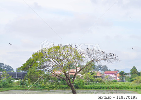 Rain tree or Samanea saman, LEGUMINOSAE MIMOSOIDEAE in the field or tree and paddy field Rain tree or Samanea saman, LEGUMINOSAE MIMOSOIDEAE in the field or tree and paddy field 118570195