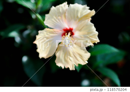 Chinese rose or Hibiscus or Hibiscus rosa sinensis or Hibisceae or Malvaceae , yellow hibiscus flower or cream flower 118570204