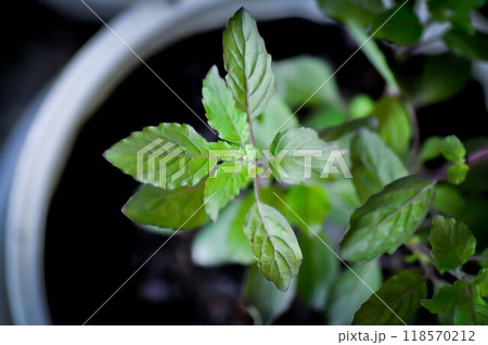 basil or holy basil, sweet basil or Ocimum tenuiflorum or Sacred basil or Lamiaceae plant basil or holy basil, sweet basil or Ocimum tenuiflorum or Sacred basil or Lamiaceae plant 118570212