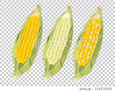 Corn (3 types) Yellow kernel, white kernel, bicolor Corn (3 types) Yellow kernel, white kernel, bicolor 118570255