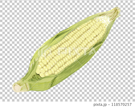 玉米（白粒） 118570257