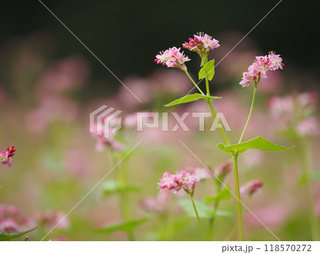 赤蕎麦の花 赤蕎麦の花 118570272