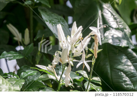 白い花穂が綺麗なホワイト・キャンドル 118570312