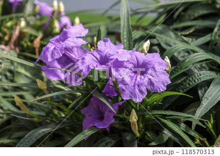 メキシコ原産の多年草であるルエリア似のルエリア・サザンスター 118570313