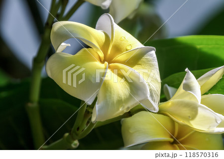 落葉性で花を付ける小灌木であるプルメリアの花 落葉性で花を付ける小灌木であるプルメリアの花 118570316