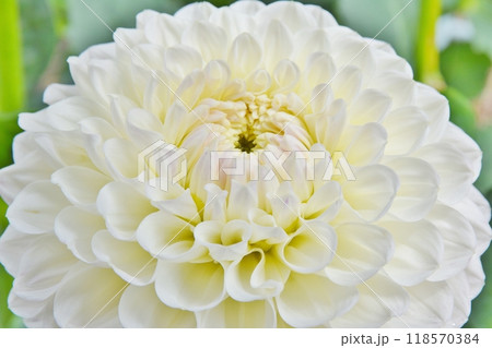 大輪の白いダリア　東京 118570384