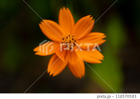 キバナコスモスのクローズアップ 118570583