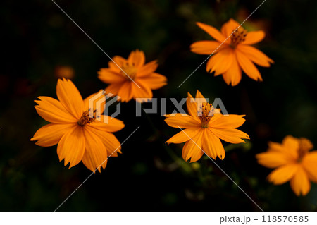 キバナコスモスのクローズアップ 118570585