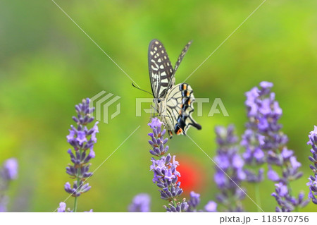 ラベンダーの蜜を吸うナミアゲハ 118570756