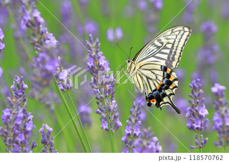 ラベンダーの蜜を吸うナミアゲハ 118570762