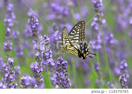 ラベンダーの蜜を吸うナミアゲハ 118570765