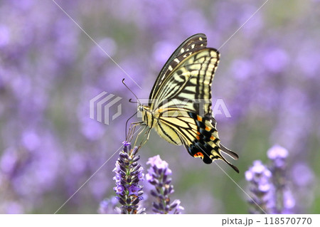 ラベンダーの蜜を吸うナミアゲハ ラベンダーの蜜を吸うナミアゲハ 118570770