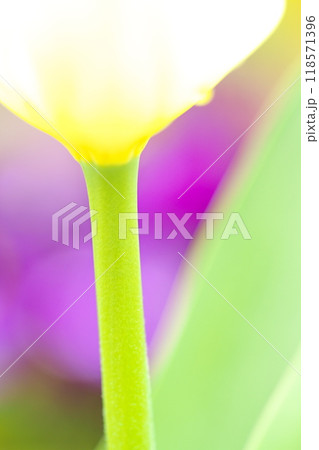 カラフルなチューリップの花 カラフルなチューリップの花 118571396