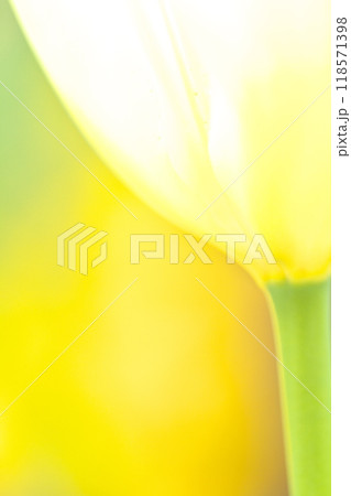 カラフルなチューリップの花 118571398