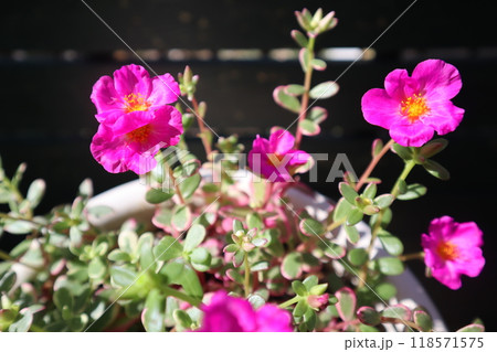 ポーチュラカマジカルキューティーのピンクの花 ポーチュラカマジカルキューティーのピンクの花 118571575
