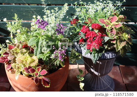 ペンタスの寄せ植え&ヘリオトロープの寄せ植え ペンタスの寄せ植え&ヘリオトロープの寄せ植え 118571580