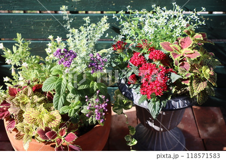 ペンタスの寄せ植え&ヘリオトロープの寄せ植え ペンタスの寄せ植え&ヘリオトロープの寄せ植え 118571583
