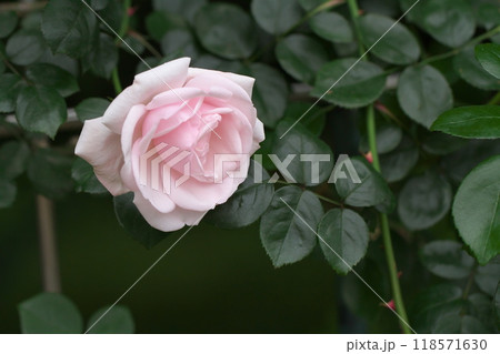 淡いピンク色の薔薇の花 118571630