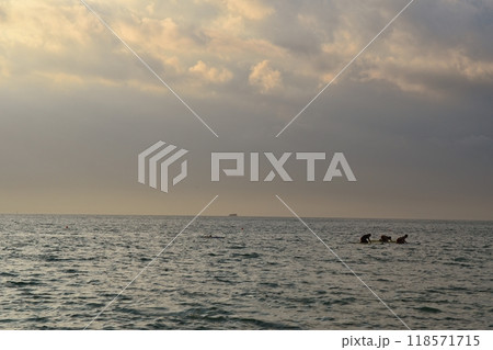 夕暮れの原岡海水浴場で波を待つサーファー　千葉 118571715