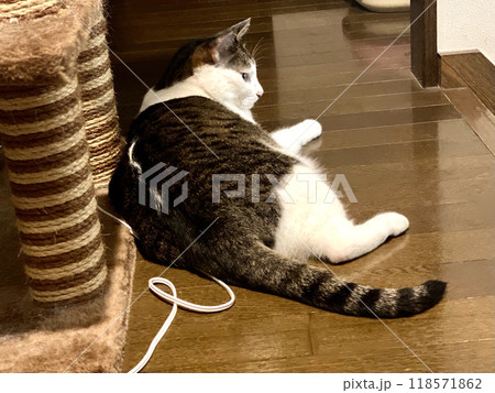 くつろぐキジシロ猫さんの横顔 くつろぐキジシロ猫さんの横顔 118571862