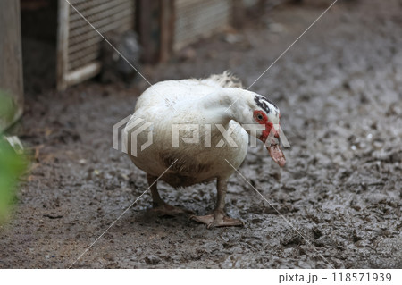 The white duck is happy on mud in farm after rainny day The white duck is happy on mud in farm after rainny day 118571939