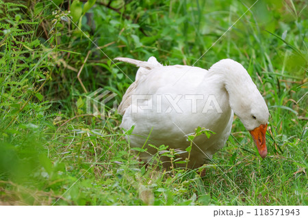 Close up White goose is eatting grass in green nature garden at thailand Close up White goose is eatting grass in green nature garden at thailand 118571943