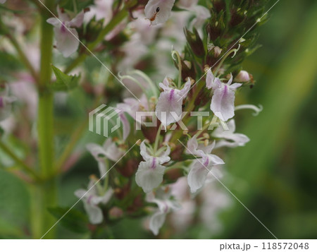 夏の荒川河川敷に咲くニガクサの花と蜜を吸いに来たヒメアリ 118572048
