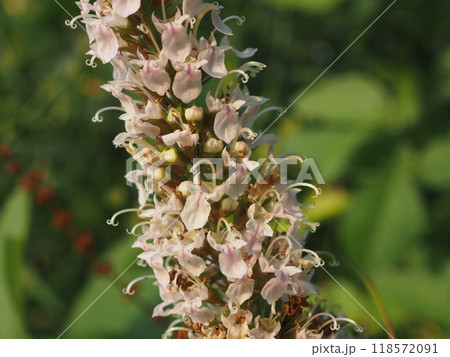 夏の荒川河川敷に咲く白色のニガクサの花 夏の荒川河川敷に咲く白色のニガクサの花 118572091