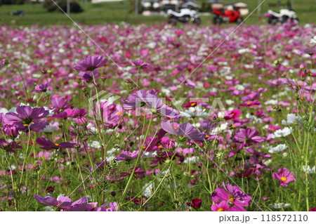 秋桜 コスモス 一面の花 兵庫県 宝塚市 秋桜 コスモス 一面の花 兵庫県 宝塚市 118572110