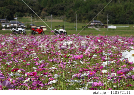 秋桜　コスモス　一面の花　兵庫県　宝塚市 118572111