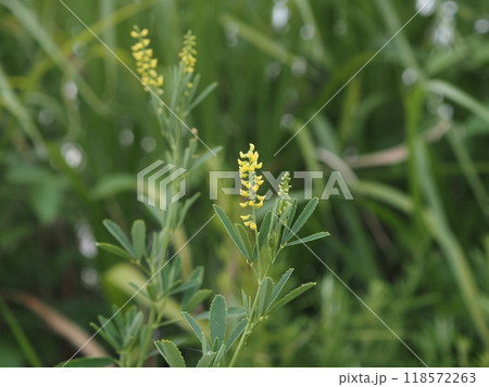 夏の荒川河川敷に咲くシナガワハギの黄色い花 118572263